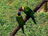 Yellow-streaked Lory - Chalcopsitta scintillata A pair of Yellow-streaked Lory - Chalcopsitta scintillata, seen at KL Bird Park Bird,Chalcopsitta scintillata,Geotagged,Kuala Lumpur,Malaysia,Summer,Yellowish-streaked lory