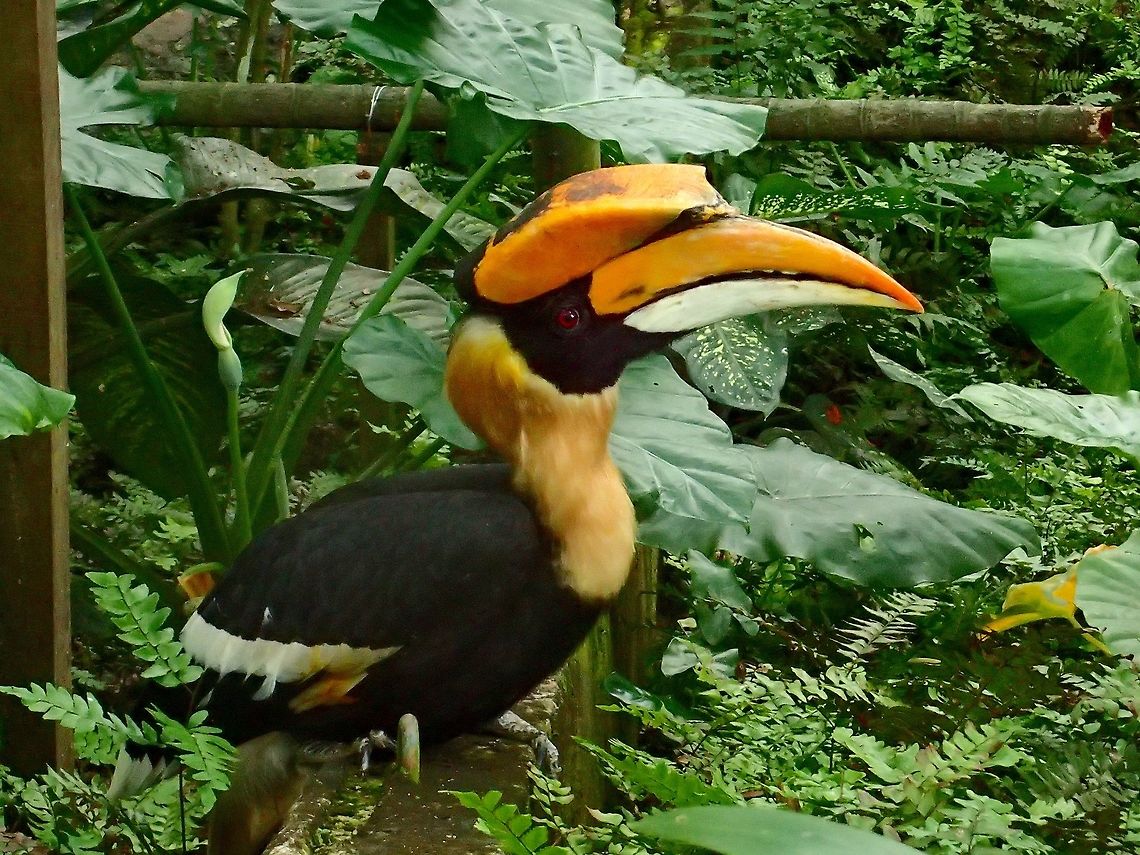 Great Hornbill - Buceros bicornis Great Hornbill - Buceros bicornis, seen at KL Bird Park Bird,Buceros bicornis,Geotagged,Great hornbill,Hornbill,Kuala Lumpur,Malaysia,Summer