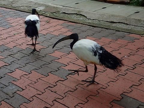 Sacred Ibis - Threskiornis aethiopicus Sacred Ibis - Threskiornis aethiopicus, seen at KL Bird Park African sacred ibis,Bird,Geotagged,Ibis,Kuala Lumpur,Malaysia,Summer,Threskiornis aethiopicus