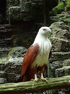 Brahimy Kite - Haliastur indus Brahimy Kite - Haliastur indus, seen at KL Bird Park Bird,Brahminy Kite,Eagle,Geotagged,Haliastur indus,Kuala Lumpur,Malaysia,Summer