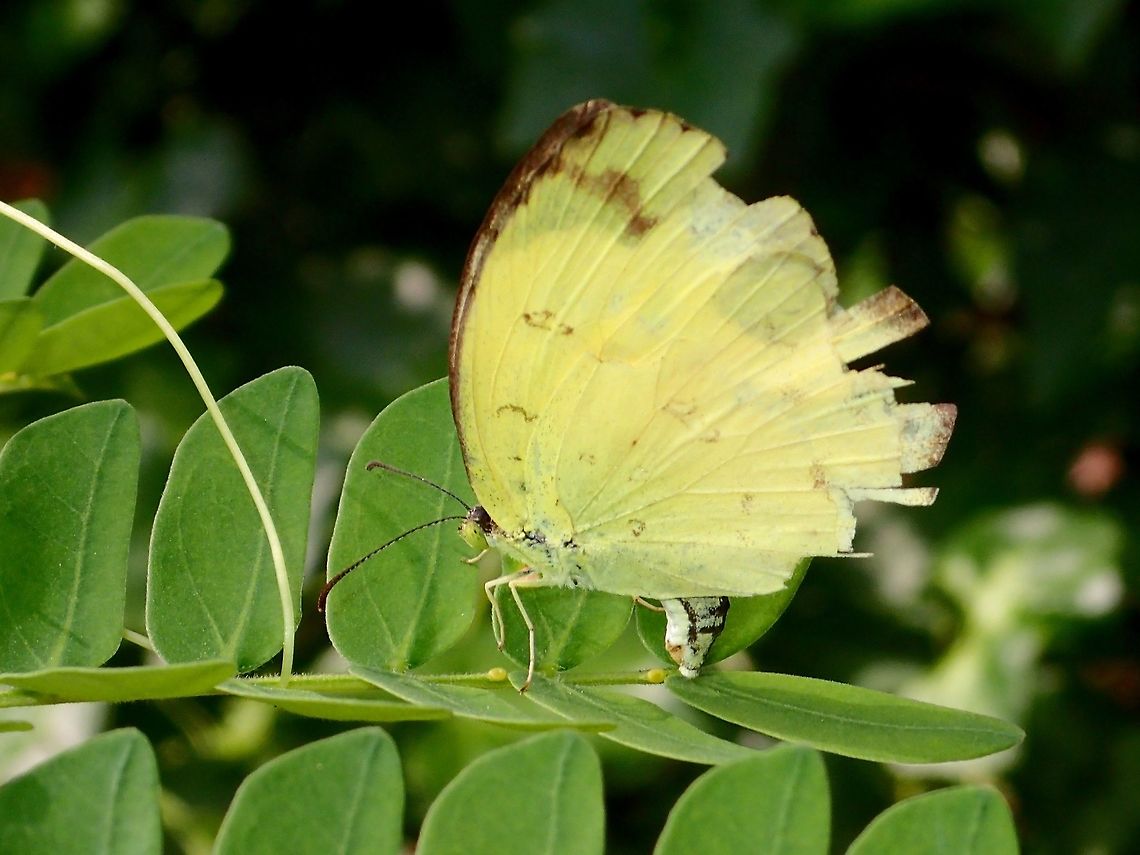 Laying Eggs This Common Grass Yellow Butterfly - Eurema hecabe was seen fluttering around the garden laying her eggs. Butterfly,Common Grass Yellow,Eurema hecabe,Geotagged,Kuala Lumpur,Malaysia,Summer