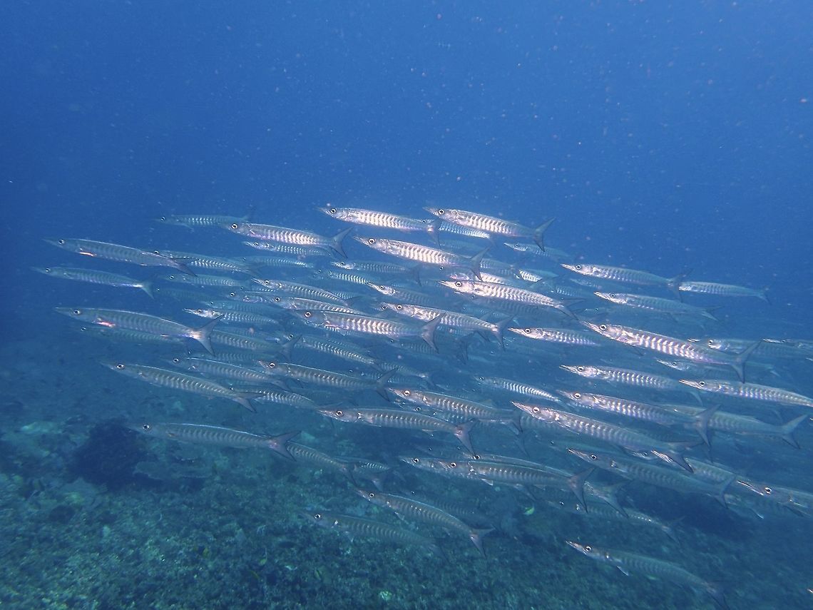 Chevron/Blackfin Barracuda - Sphyraena qenie  Anilao,Batangas,Blackfin barracuda,Geotagged,Philippines,Sphyraena qenie,Summer