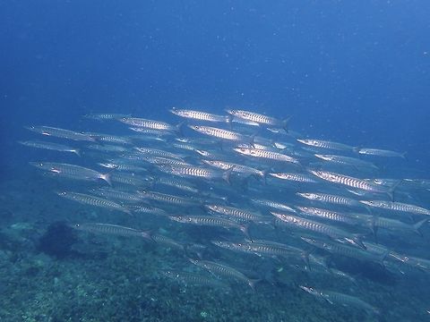 Chevron/Blackfin Barracuda - Sphyraena qenie  Anilao,Batangas,Blackfin barracuda,Geotagged,Philippines,Sphyraena qenie,Summer
