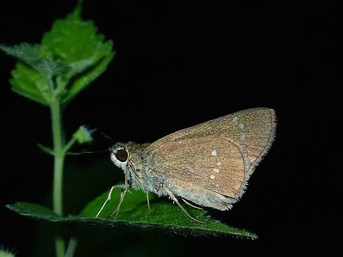 Rice Swift - Borbo cinnara  Anilao,Batangas,Borbo cinnara,Butterfly,Formosan Swift,Geotagged,Philippines,Rice Swift,Summer