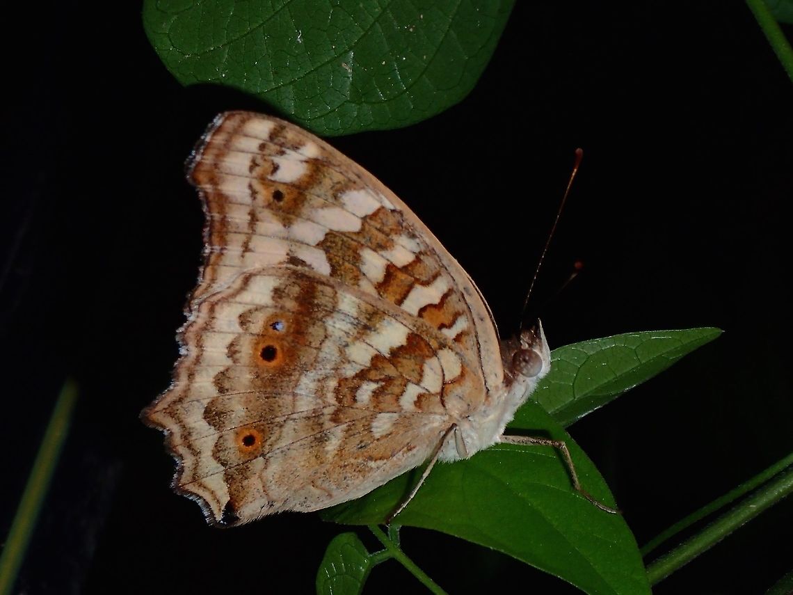 Lemon Pansy - Junonia lemonias janome  Batangas,Butterfly,Geotagged,Junonia lemonias janome,Lemon Pansy,Mabini,Philippines,Summer