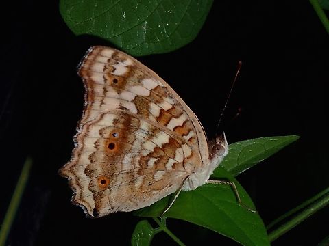 Lemon Pansy - Junonia lemonias janome  Batangas,Butterfly,Geotagged,Junonia lemonias janome,Lemon Pansy,Mabini,Philippines,Summer
