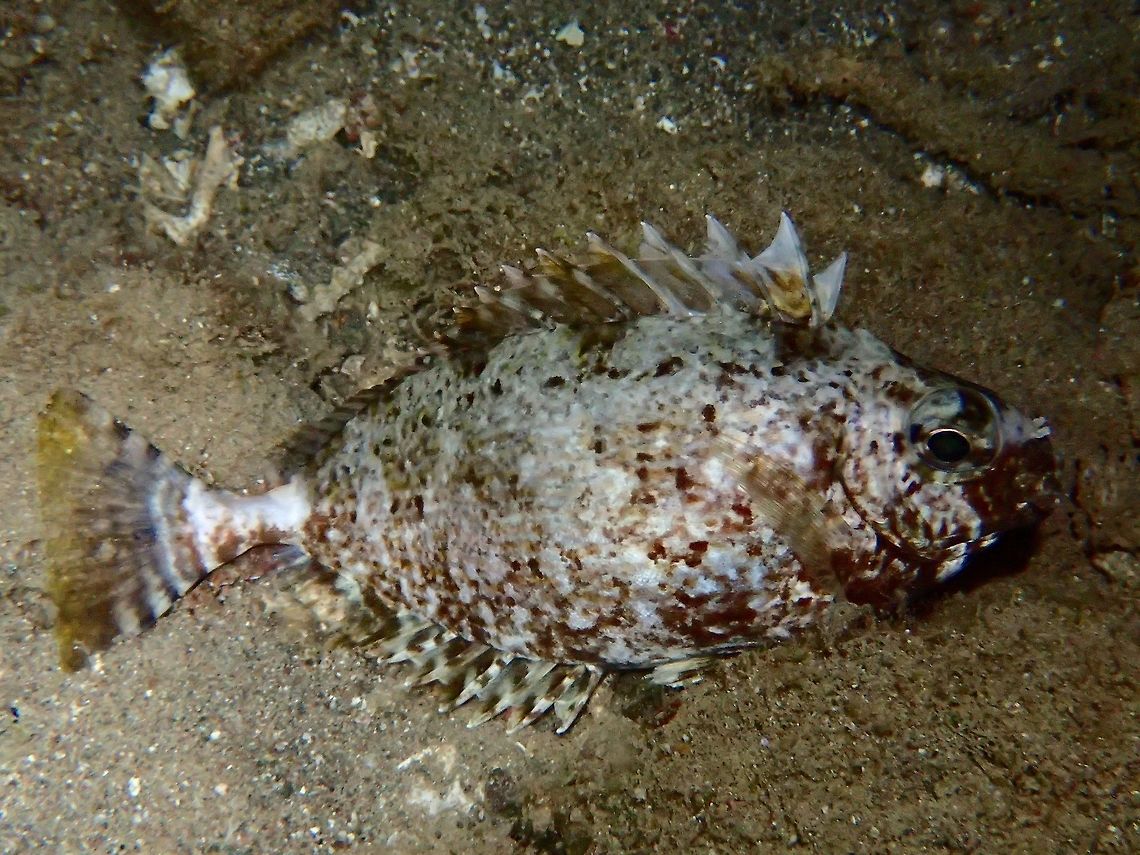 Sleeping Rabbitfish This White-Spotted Rabbitfish - Siganus canaliculatus takes on different coloration and markings when resting/sleeping at night on the bottom, displaying mottled pattern of large brown blotches and obscure bars; also covered with numerous tiny pale brown spots and large whitish spots; often dark blotch behind upper gill opening. Anilao,Batangas,Fish,Geotagged,Philippines,Rabbitfish,Siganus canaliculatus,Summer,White-spotted spinefoot