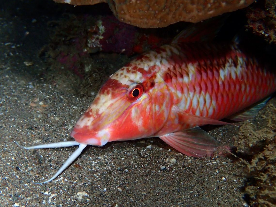 Longbarbel Goatfish - Parupeneus macronemus The Longbarbel Goatfish - Parupeneus macronemus is yellowish to grayish white; wide black stripe from eye to below 2nd dorsal fin, large black spot at middle of tail base, black stripe along base of 2nd dorsal.<br />
However, at night, they takes on reddish colouration as shown in the picture. Anilao,Batangas,Fish,Geotagged,Goatfish,Longbarbel Goatfish,Parupeneus macronemus,Philippines,Summer