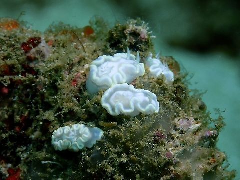 Nudibranch - Glossodoris pallida  Anilao,Batangas,Geotagged,Glossodoris pallida,Nudibranch,Philippines,Summer