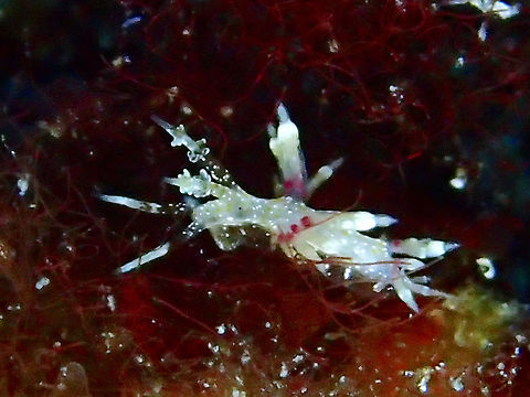 Nudibranch - Cratena affinis This Nudibranch, Cratena affinis was very small in size, less than 1 cm.
Am not 100% definite with the ID as some references listed it as Cratena cf. affinis, and this one looks very similar to it. Cebu,Cratena affinis,Geotagged,Malapascua,Nudibranch,Philippines,Summer