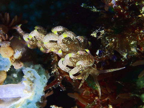 Phyllodesmium macphersonae