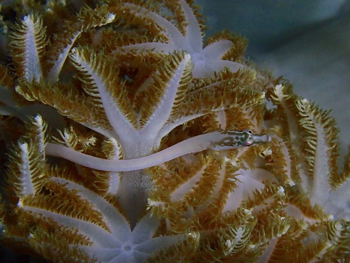 Spotted Xenia Pipefish - Siokunichthys herrei This Spotted Xenia Pipefish - Siokunichthys herrei is small in size, around 7-8 cm in length but very slender (around 3-4 mm thickness).  The body is mostly white in colour with some brownish markings on its head which camouflage perfectly with its host, the Xenia Corals.<br />
<br />
This was a special find for me, a rarity, and was lucky to see a pair.<br />
<br />
They looks quite similar to Siokunichthys bentuviai, which is recorded from Red Sea. Cebu,Fish,Geotagged,Malapascua,Philippines,Pipefish,Siokunichthys herrei,Spotted Xenia Pipefish,Summer
