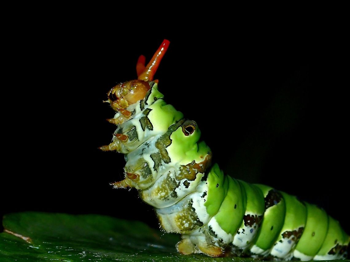 Back Off! Caterpillar of Lime Swallowtail - Papilio demoleus, when 'threatened' or disturbed, they may display an 'antennae' like protrusion, this is only visible for a short moment of 1-2 seconds only. Batangas,Butterfly,Caterpillar,Common Lime Butterfly,Geotagged,Lime Swallowtail,Mabini,Papilio demoleus,Philippines,Summer