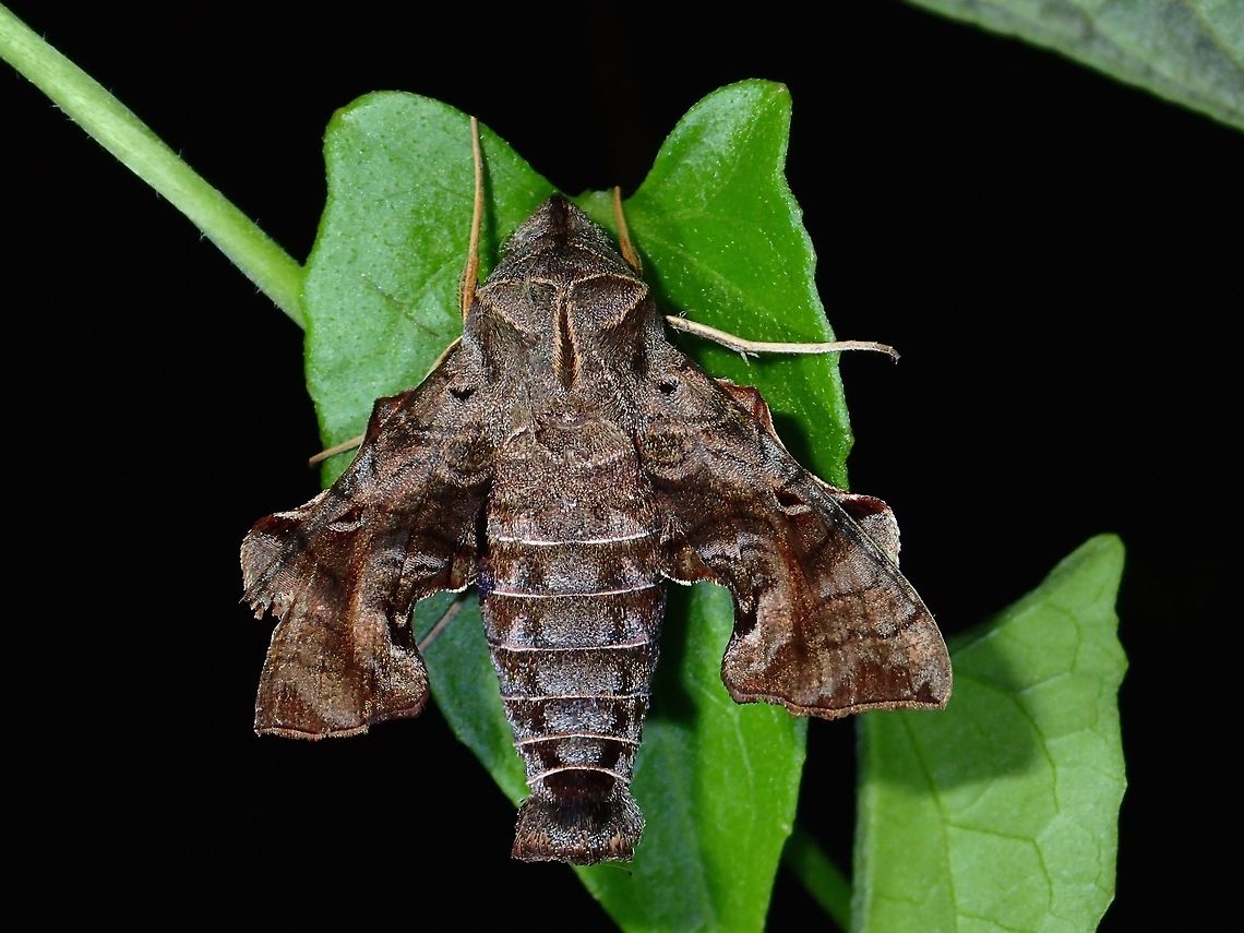 Hawkmoth - Neogurelca hyas This Hawkmoth - Neogurelca hyas is small in size, around 3 cm. Albay,Fall,Geotagged,Hawkmoth,Moth,Neogurelca hyas,Philippines