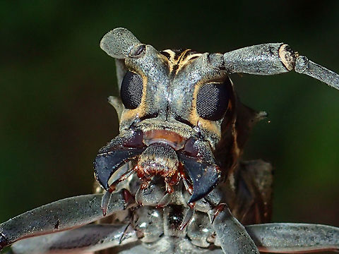 Monster This Long Horn Beetle - Epepeotes ambigenus is fairly large in size. Albay,Beetle,Epepeotes ambigenus,Fall,Geotagged,Long Horn Beetle,Philippines