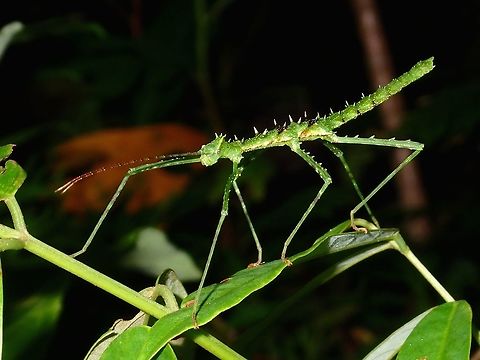 Green Nymph Nymph of Stick Insect/Phasmid - Stenobrimus bolivari are usually green in colour allowing them to camouflage better among the leaf foliage.  When adults, they are mostly brown to a bit of yellow/orange shades. Albay,Fall,Geotagged,Phasmid,Philippines,Stenobrimus bolivari,Stick Insect