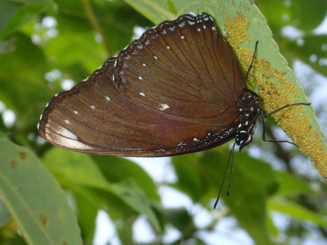 Malayan Eggfly - Hypolimnas anomala anomala Subspecies of Malayan Eggfly - Hypolimnas anomala anomala Albay,Butterfly,Fall,Geotagged,Hypolimnas anomala,Hypolimnas anomala anomala,Malayan eggfly,Philippines