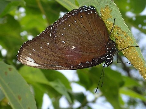 Malayan Eggfly - Hypolimnas anomala anomala Subspecies of Malayan Eggfly - Hypolimnas anomala anomala Albay,Butterfly,Fall,Geotagged,Hypolimnas anomala,Hypolimnas anomala anomala,Malayan eggfly,Philippines