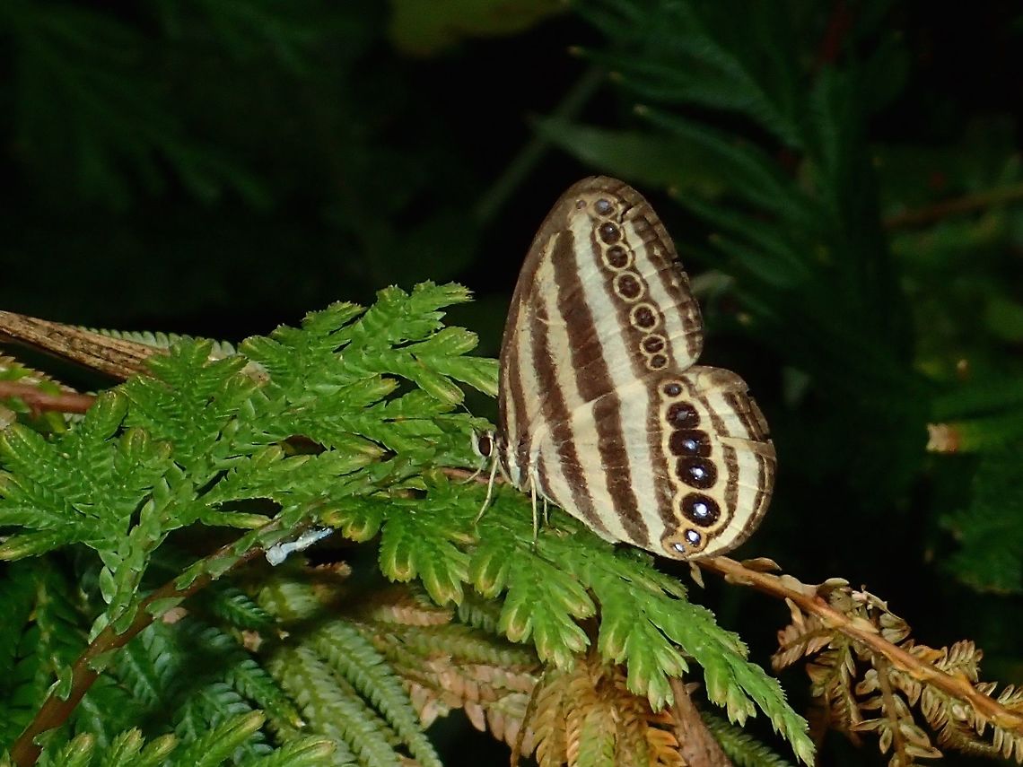 Striped Ringlets - Ragadia luzonia luzonia Subspecies of Striped Ringlets - Ragadia luzonia luzonia, recorded from Luzon Island. Albay,Butterfly,Fall,Geotagged,Philippines,Ragadia luzonia,Ragadia luzonia luzonia,Striped Ringlets