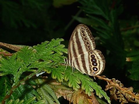 Striped Ringlets - Ragadia luzonia luzonia Subspecies of Striped Ringlets - Ragadia luzonia luzonia, recorded from Luzon Island. Albay,Butterfly,Fall,Geotagged,Philippines,Ragadia luzonia,Ragadia luzonia luzonia,Striped Ringlets
