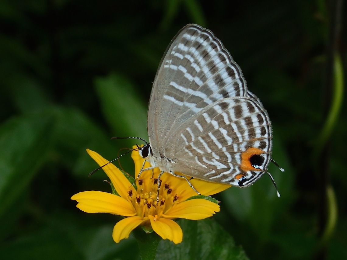 Metallic Cerulean - Jamides alecto manilana Sub-species of Metallic Cerulean - Jamides alecto manilana Albay,Butterfly,Fall,Geotagged,Jamides alecto,Metallic Cerulean,Philippines