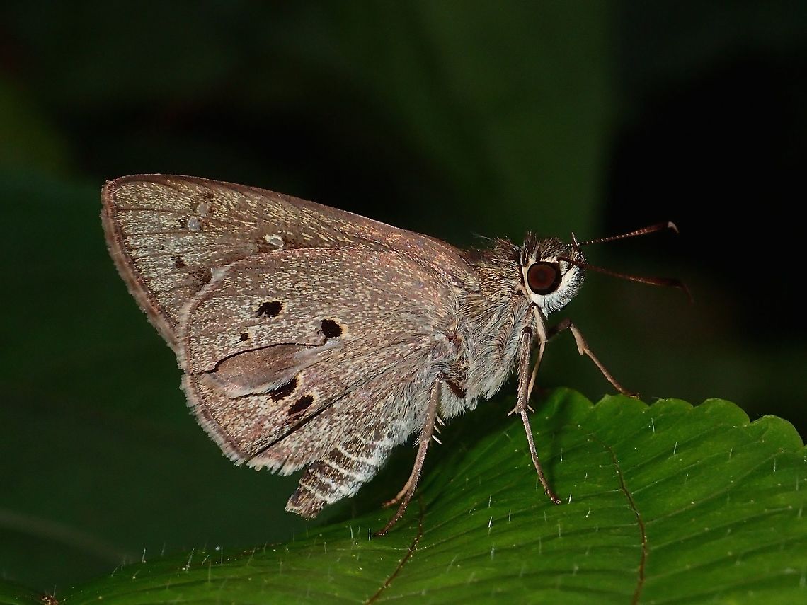 Palm Bob - Suastus migreus  Albay,Butterfly,Fall,Geotagged,Palm Bob,Philippines,Skipper,Suastus migreus