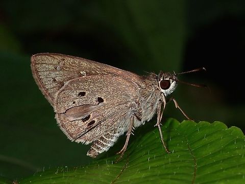 Palm Bob - Suastus migreus  Albay,Butterfly,Fall,Geotagged,Palm Bob,Philippines,Skipper,Suastus migreus