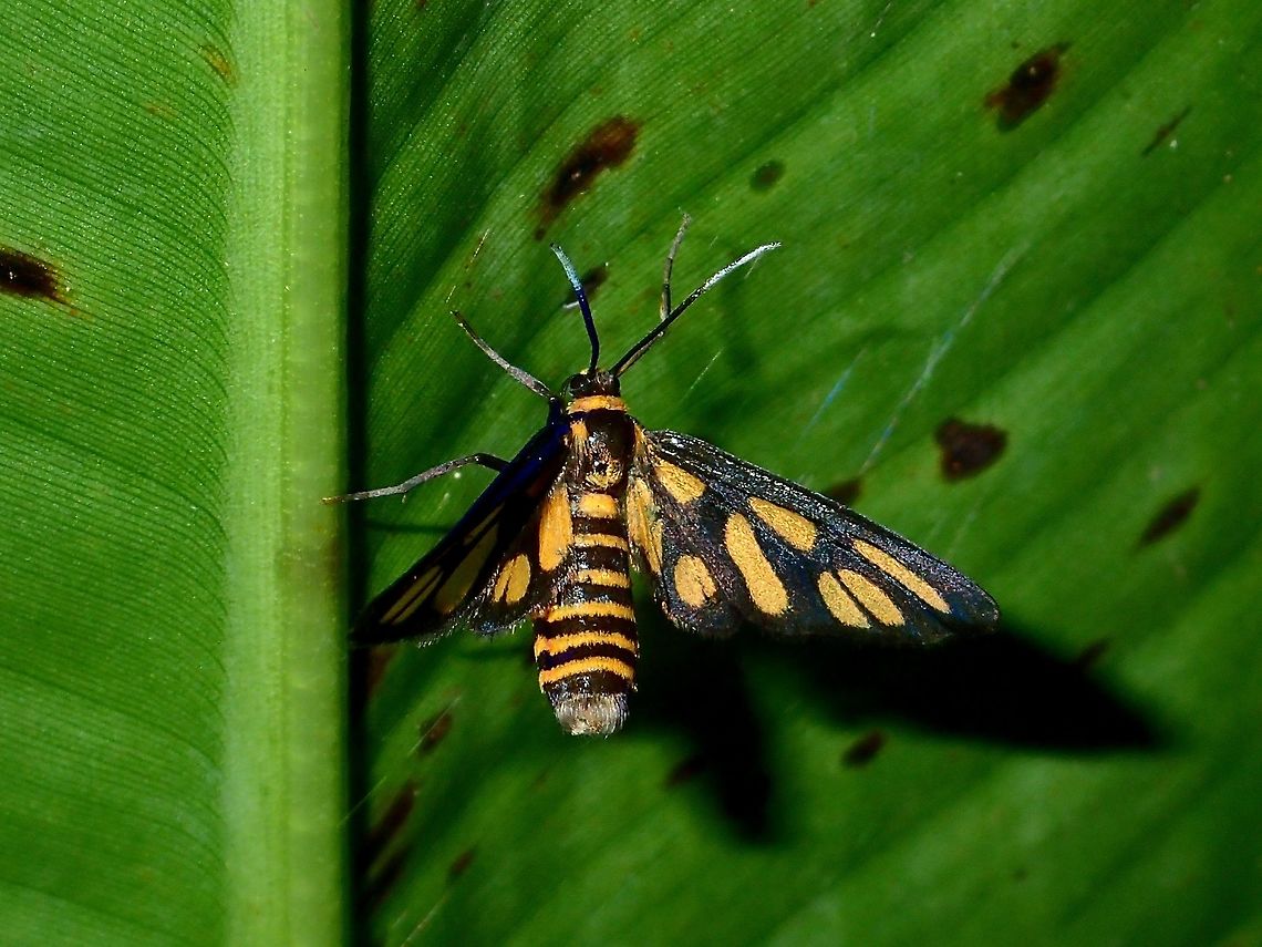 Moth - Amata sp  Albay,Amata,Amata sp,Fall,Geotagged,Moth,Philippines