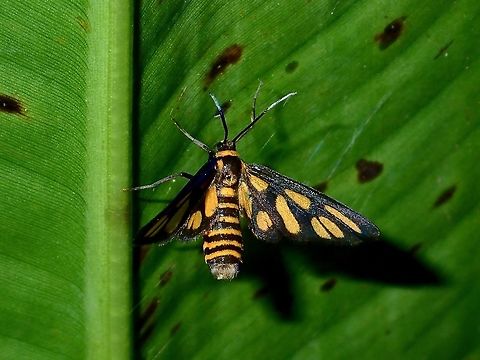 Moth - Amata sp  Albay,Amata,Amata sp,Fall,Geotagged,Moth,Philippines