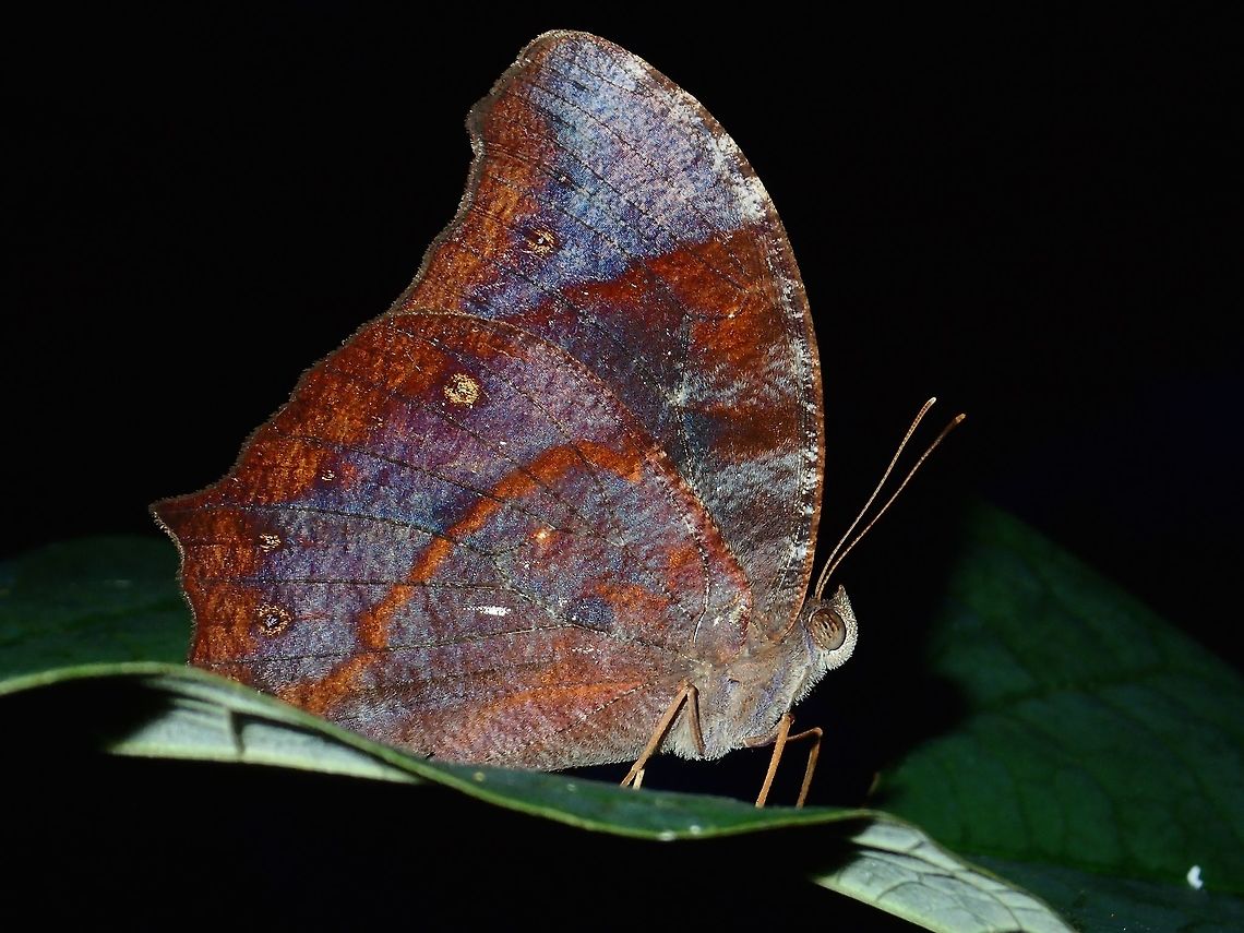 Evening Brown - Melanitis atrax atrax Sub-species of Evening Brown - Melanitis atrax atrax. Albay,Butterfly,Evening Brown,Fall,Geotagged,Melanitis atrax,Philippines