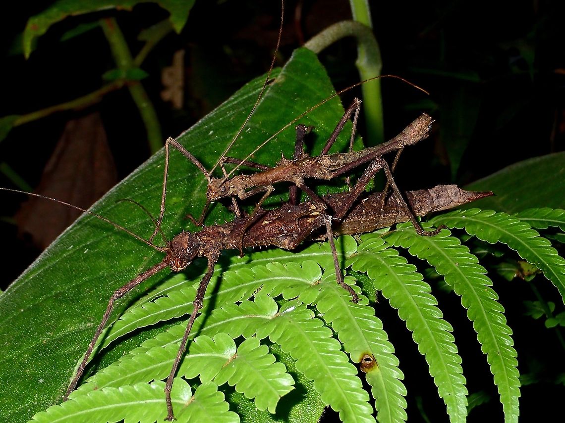 Spiny Pair A pair of Phasmids - Obrimus bicolanus Albay,Fall,Geotagged,Obrimus bicolanus,Phasmid,Philippines,Stick Insect
