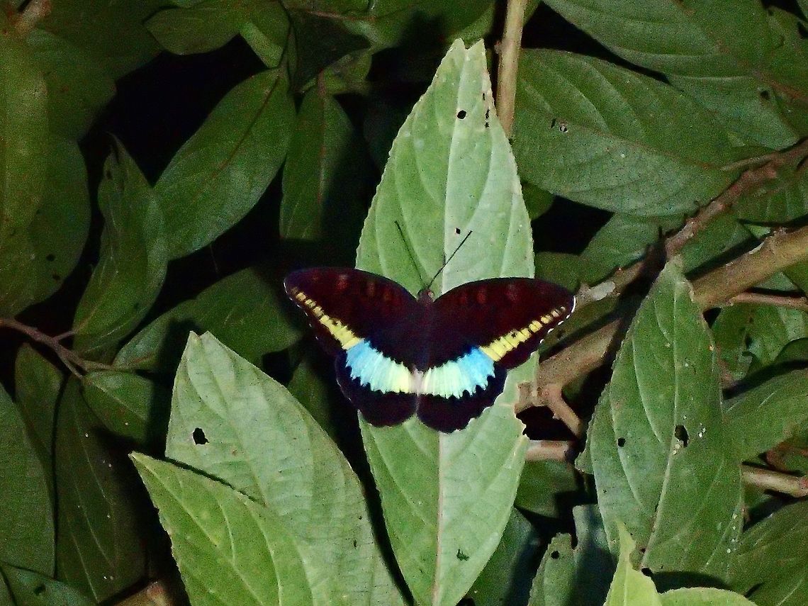 Count - Tanaecia calliphorus calliphorus Sub-species of Count - Tanaecia calliphorus calliphorus, endemic to Luzon Island. Albay,Butterfly,Fall,Geotagged,Philippines,Tanaecia calliphorus,Tanaecia calliphorus calliphorus