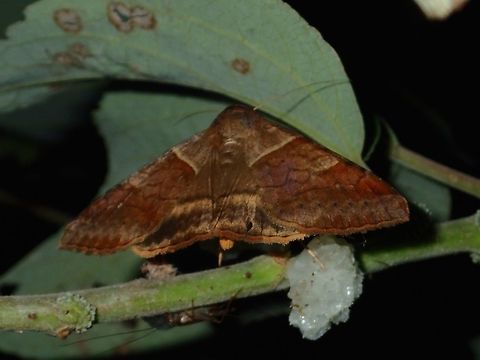 Moth - Mocis undata  Albay,Brown-striped semilooper,Fall,Geotagged,Mocis undata,Moth,Philippines