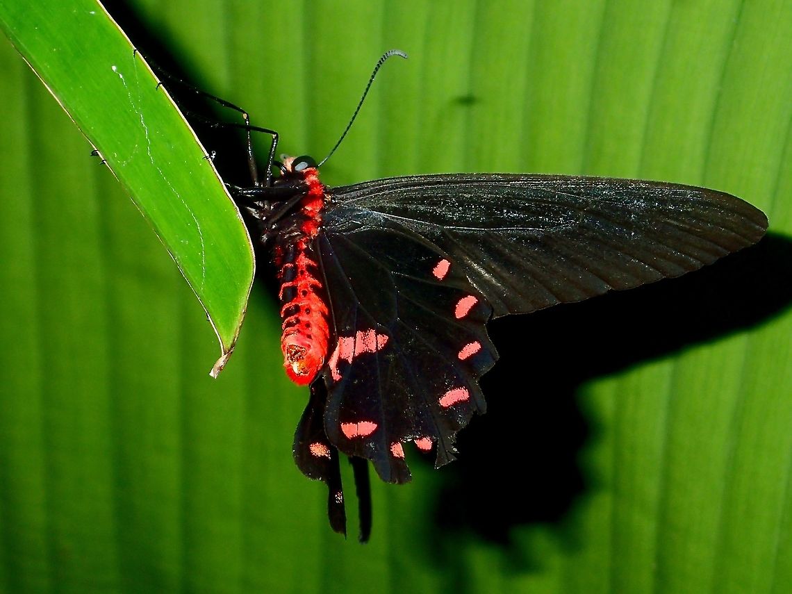 Pink Rose - Pachliopta kotzebuea mataconga Sub-species of Pink Rose - Pachliopta kotzebuea mataconga, recorded from South Luzon. Albay,Butterfly,Fall,Geotagged,Pachliopta kotzebuea,Pachliopta kotzebuea mataconga,Philippines,Pink Rose