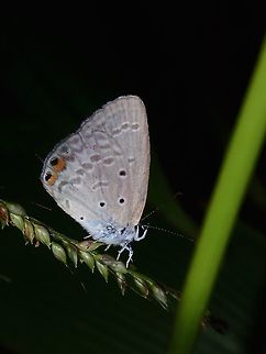 Gram Blue - Euchrysops cnejus cnejus Sub-species of Gram Blue - Euchrysops cnejus cnejus, recorded from Philippines. Albay,Butterfly,Euchrysops cnejus,Euchrysops cnejus cnejus,Fall,Geotagged,Gram Blue,Philippines
