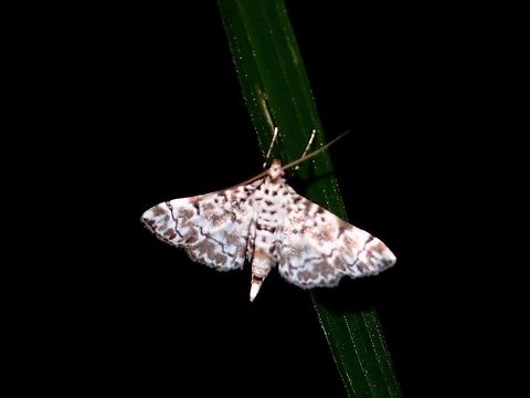 Crambid Moth - Metoeca foedalis  Albay,Fall,Geotagged,Metoeca,Metoeca foedalis,Moth,Philippines