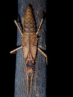 Stick Insect, Phasmid - Tisamenus deplanata Female Phasmid of the species Tisamenus deplanata.
Species from this genus has 2 spots behind their second pair of legs, making it looks like false eyes as part of the face of a tribal mask. Albay,Geotagged,Phasmid,Philippines,Stick Insect,Summer,Tisamenus deplanata