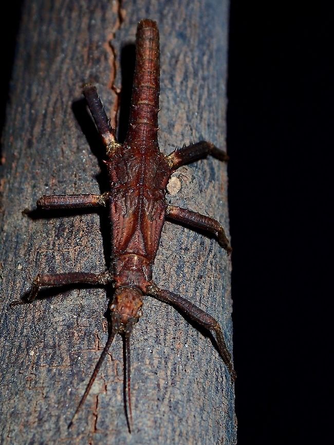 Stick Insect, Phasmid - Tisamenus deplanata Male Phasmid of the species Tisamenus deplanata.<br />
This species was first described in 1848 but only the female of the species were known and described.<br />
Male of this species was only recorded in 2011. Albay,Geotagged,Phasmid,Philippines,Stick Insect,Summer,Tisamenus deplanata