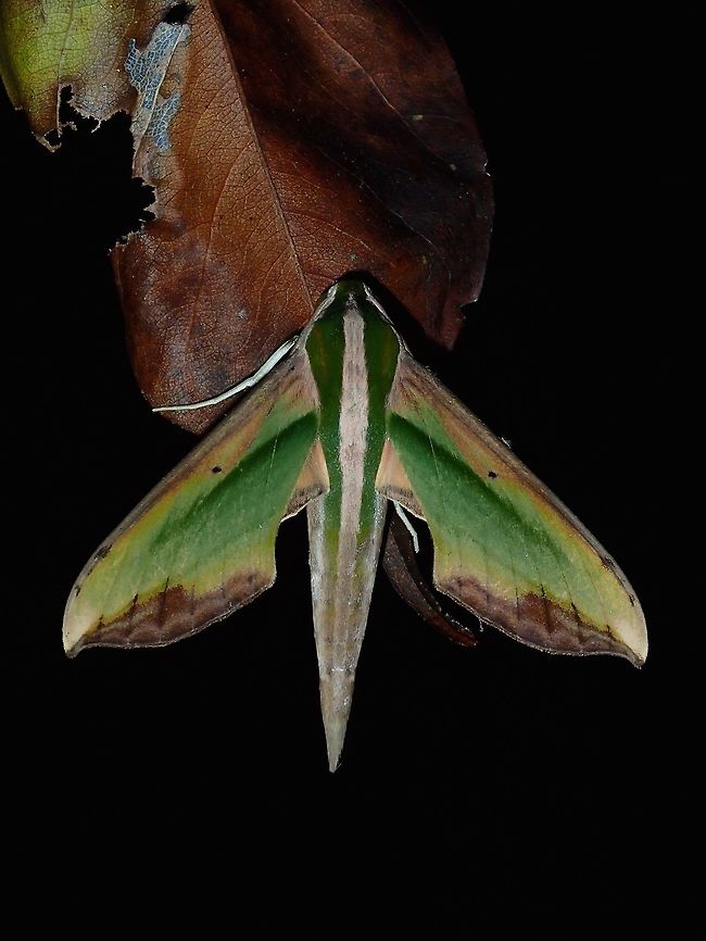 Green Pergesa Hawkmoth - Pergesa acteus  Fall,Geotagged,Green pergesa hawkmoth,Hawkmoth,Maddela,Moth,Pergesa acteus,Philippines,Quirino