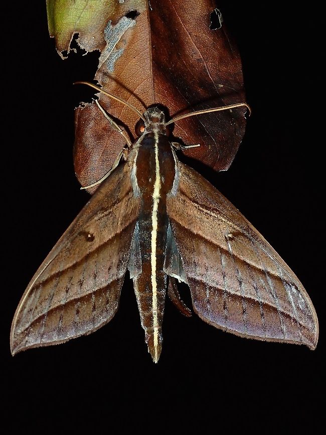Hawkmoth - Elibia linigera This Hawkmoth - Elibia linigera is endemic to Philippines.  It has a distinctive band running from the head to the end of abdomen. Elibia linigera,Fall,Geotagged,Hawkmoth,Maddela,Moth,Philippines