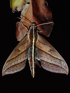 Hawkmoth - Elibia linigera This Hawkmoth - Elibia linigera is endemic to Philippines.  It has a distinctive band running from the head to the end of abdomen. Elibia linigera,Fall,Geotagged,Hawkmoth,Maddela,Moth,Philippines