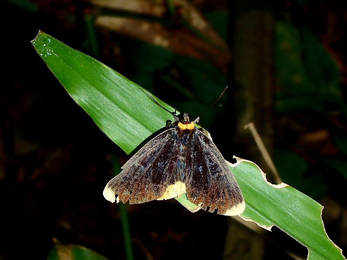Noctuid Moth - Ophthalmis lincea  Fall,Geotagged,Maddela,Moth,Noctuid Moth,Ophthalmis lincea,Philippines