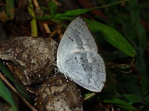 Sunbeam - Curetis tagalica tagalica Sub-species of Sunbeam - Curetis tagalica tagalica.
This one has bright orange colours on its wings, which is only visible when it fly. Butterfly,Curetis tagalica,Fall,Geotagged,Maddela,Philippines,Sunbeam