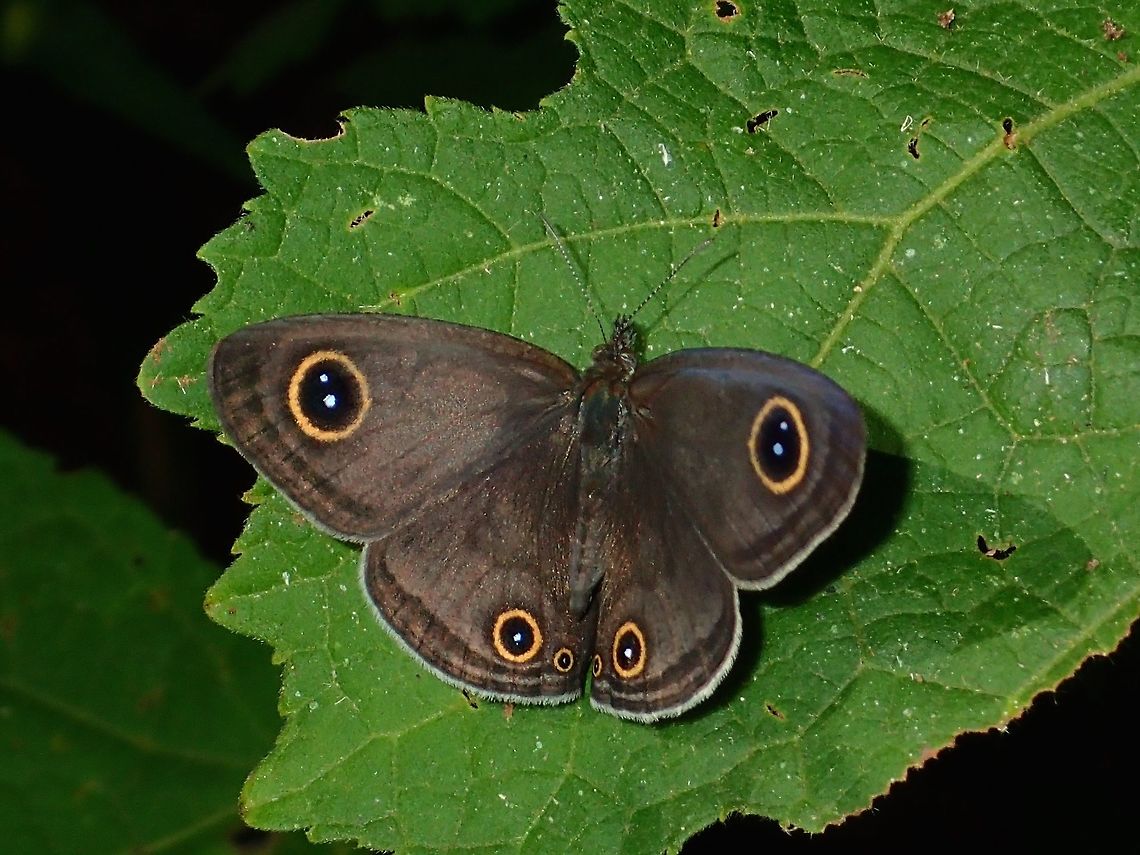 Ypthima sempera sempera Sub-species Ypthima sempera sempera.<br />
Usually, the wings are folded/closed when resting but they do occasionally opens it, allowing me to take this shot, to show the Three-Ring clearly.  Butterfly,Fall,Geotagged,Maddela,Philippines,Ypthima sempera