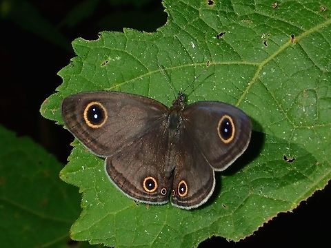 Ypthima sempera sempera Sub-species Ypthima sempera sempera.
Usually, the wings are folded/closed when resting but they do occasionally opens it, allowing me to take this shot, to show the Three-Ring clearly.  Butterfly,Fall,Geotagged,Maddela,Philippines,Ypthima sempera