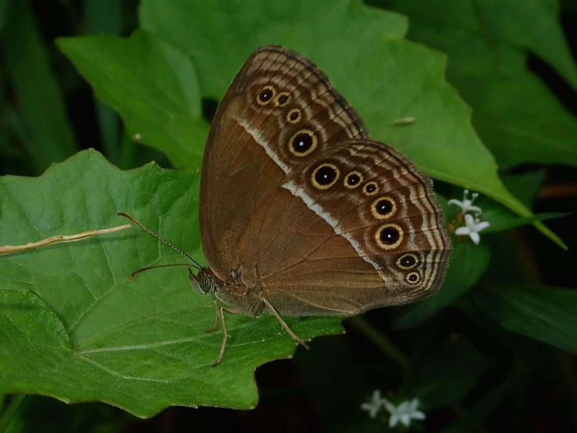 Common Bush Brown - Mycalesis perseus acarya Sub-species of Common Bush Brown - Mycalesis perseus acarya, recorded from Philippines. Common Bush Brown,Dingy bushbrown,Fall,Geotagged,Mycalesis perseus,Mycalesis perseus acarya,Philippines