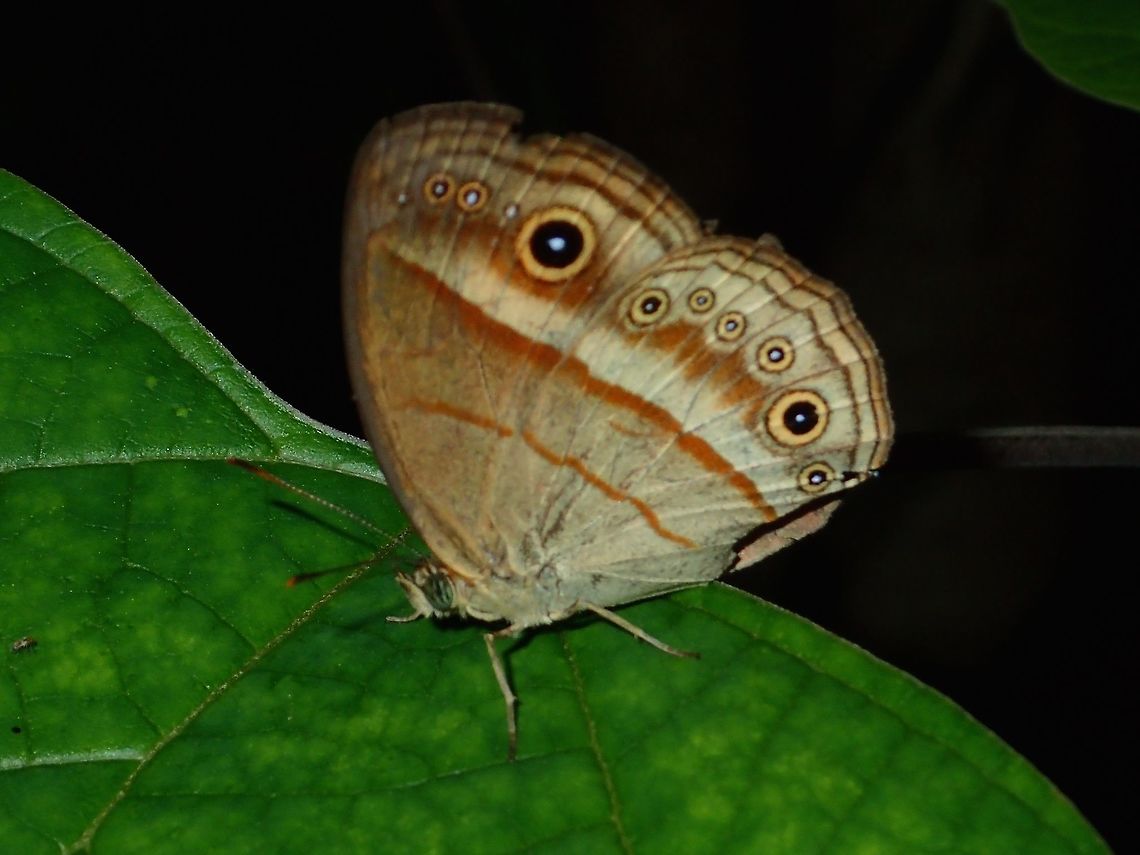 Ita Bushbrown - Mydosama ita ita Sub-species of Ita Bushbrown - Mydosama ita ita Bushbrown,Butterfly,Fall,Geotagged,Ita Bushbrown,Maddela,Mydosama ita ita,Philippines