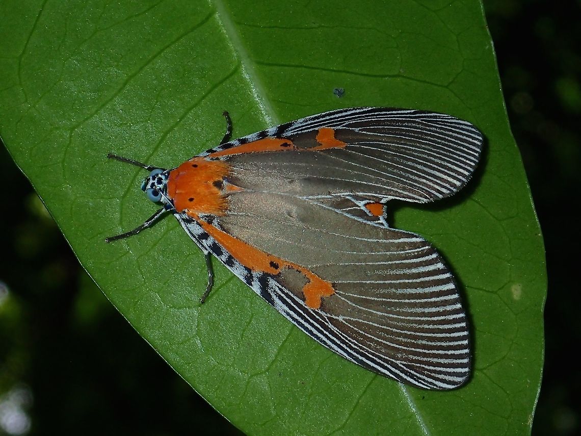Erebid Moth - Euplocia membliaria  API,Erebid Moth,Euplocia membliaria,Fall,Geotagged,Maddela,Moth,Philippines