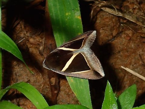Triangular-striped Moth - Chalciope mygdon  Chalciope mygdon,Fall,Geotagged,Maddela,Moth,Philippines,Triangular-striped moth