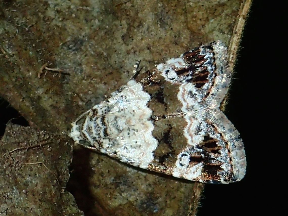 Noctuid Moth - Maliattha signifera  Fall,Geotagged,Maddela,Maliattha signifera,Moth,Noctuid Moth,Philippines